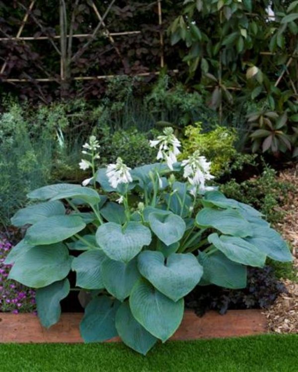 Hosta Bressingham Blue