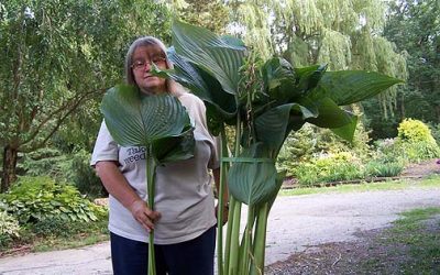 Hosta Empress Wu