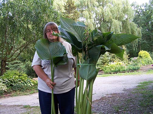 Hosta Empress Wu