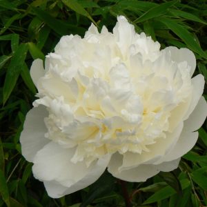 Paeonia  Bridal Gown