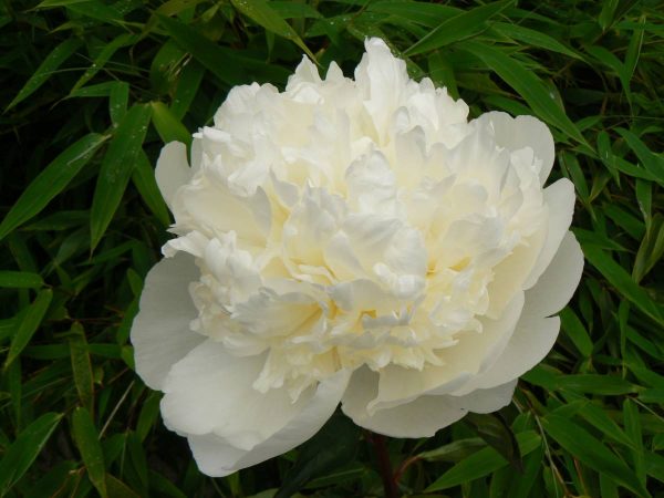 Paeonia  Bridal Gown