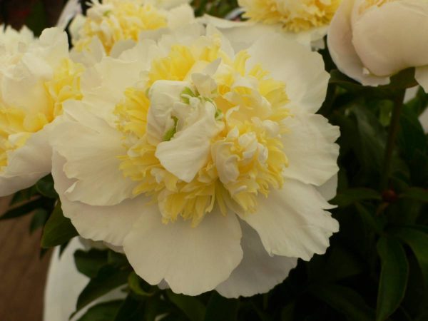 Paeonia  Bridal Icing