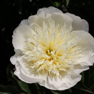 Paeonia  Brides Dream