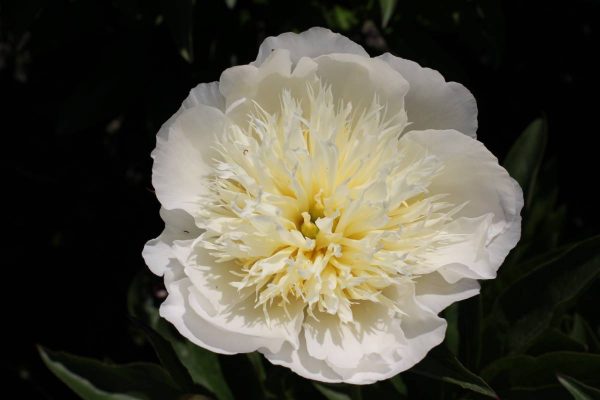Paeonia  Brides Dream
