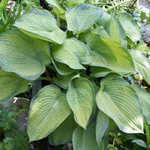 Hosta Bright Lights