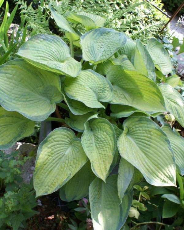 Hosta Bright Lights