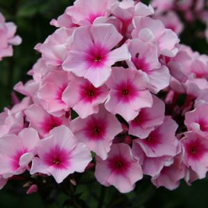 Phlox pan, Bright Eyes