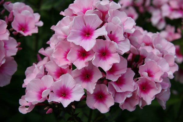 Phlox pan, Bright Eyes