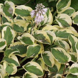 Hosta Brim Cup