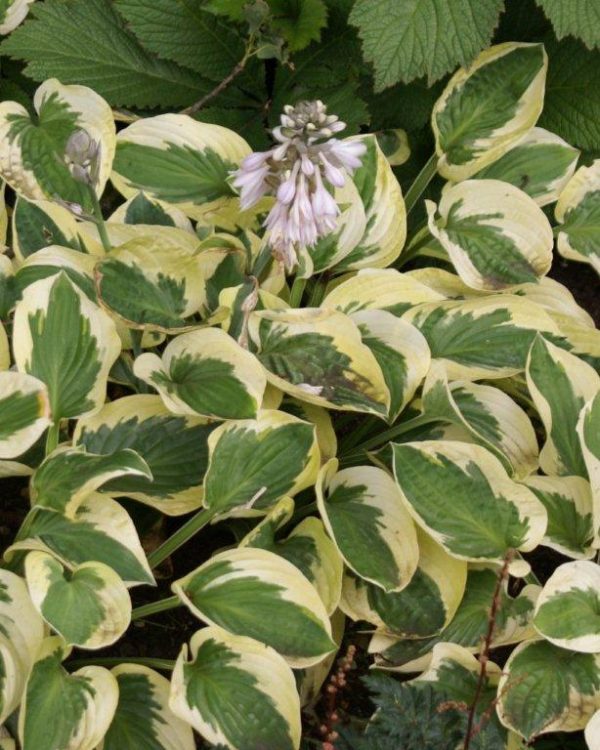 Hosta Brim Cup