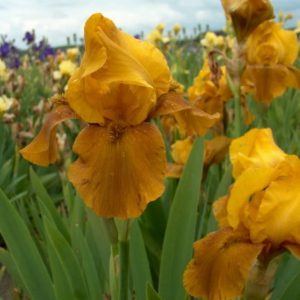Iris Germanica Bronzaire