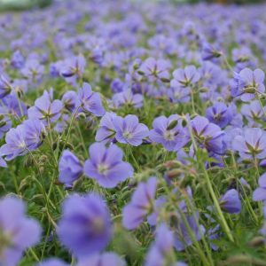 Geranium Brookside