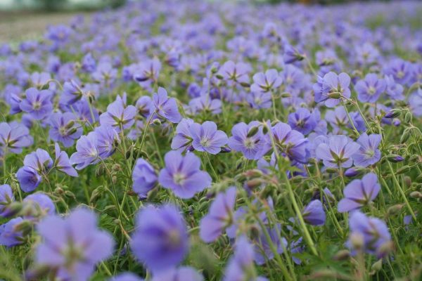 Geranium Brookside