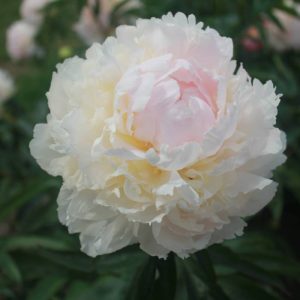 Paeonia  Brother Chuck