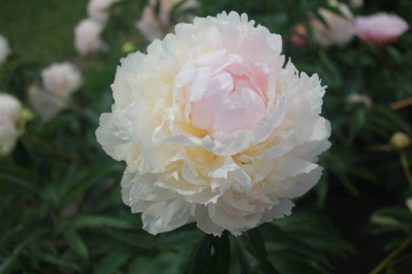 Paeonia  Brother Chuck