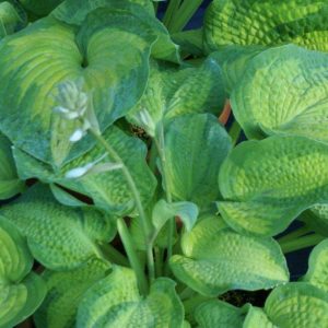 Hosta Brother Stefan