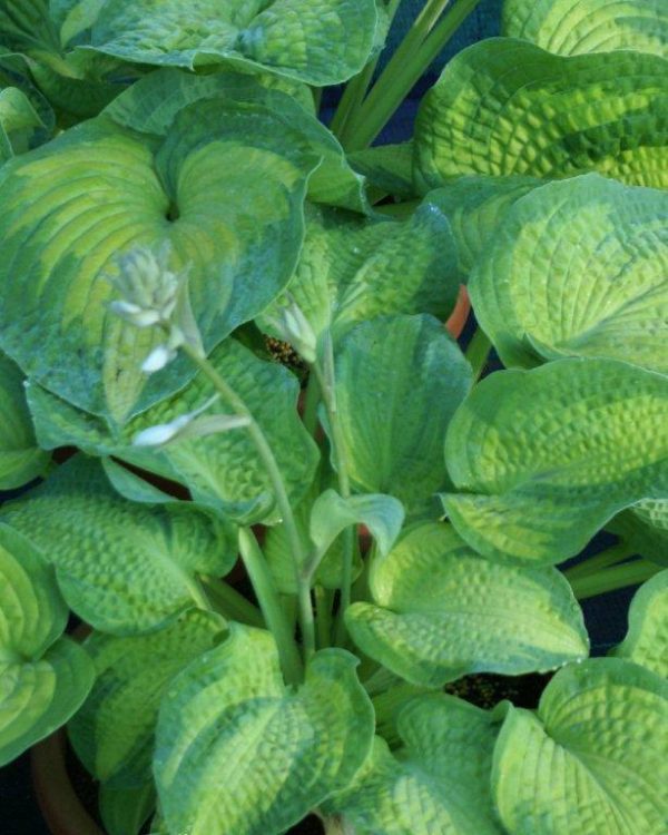 Hosta Brother Stefan