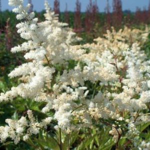 Astilbe Brautschleier