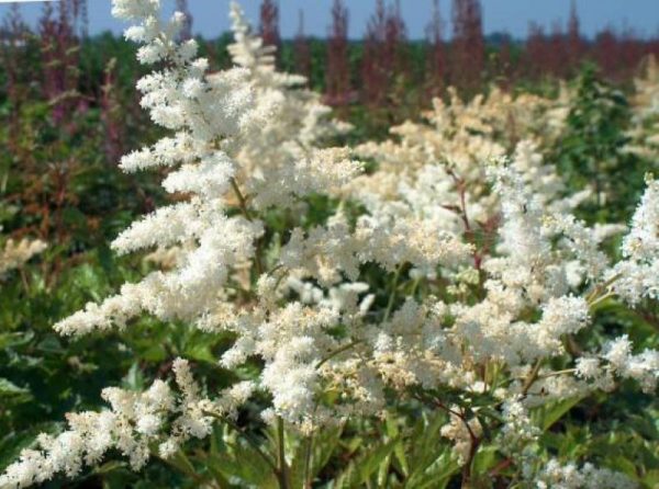 Astilbe Brautschleier