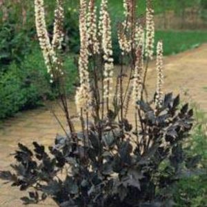 Actea ramosa Brunette