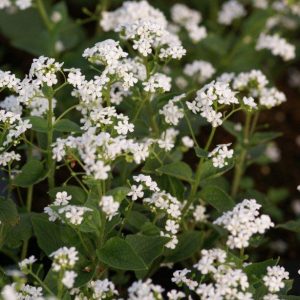 Brunnera Betty Bowring