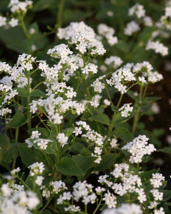 Brunnera Betty Bowring