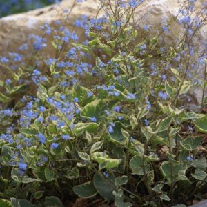 Brunnera Hadspen Cream