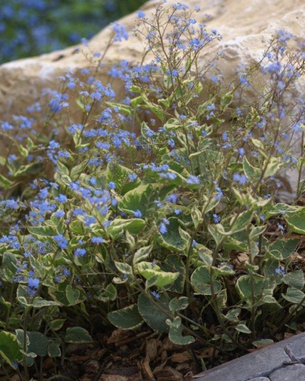 Brunnera Hadspen Cream