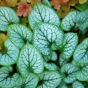 Brunnera Jack Frost® PBR