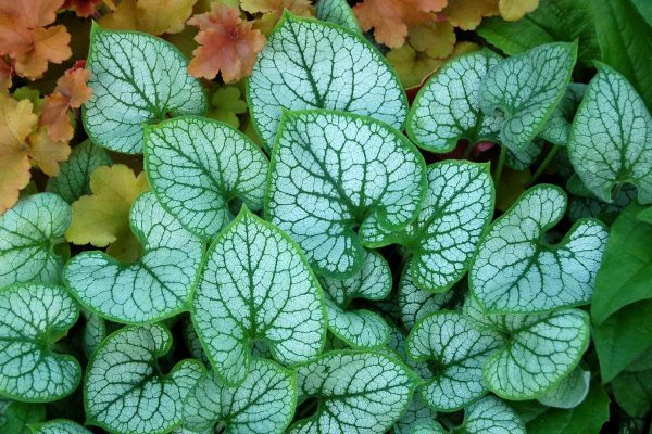 Brunnera Jack Frost® PBR