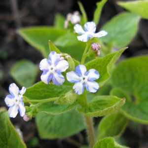 Brunnera Jennifer®