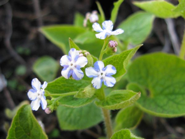Brunnera Jennifer®