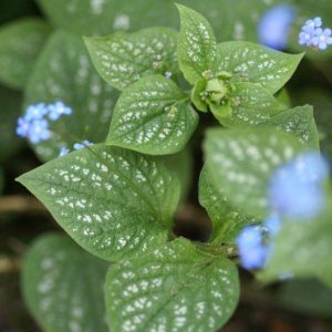 Brunnera Langtrees