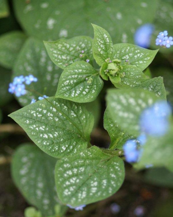Brunnera Langtrees