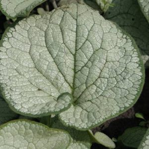 Brunnera Silver Heart®