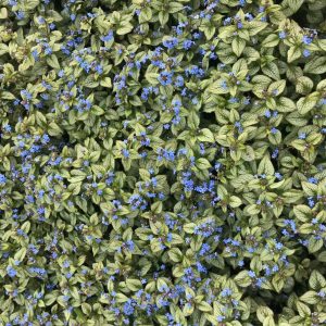 Brunnera Silver Spear