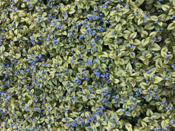 Brunnera Silver Spear