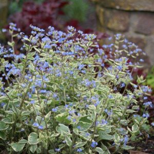 Brunnera Variegata