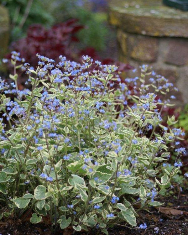 Brunnera Variegata