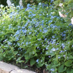 Brunnera macrophylla