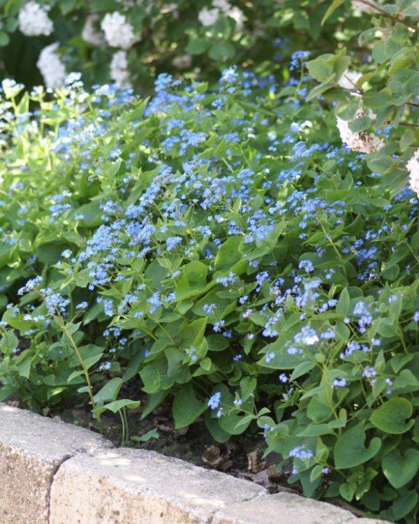 Brunnera macrophylla