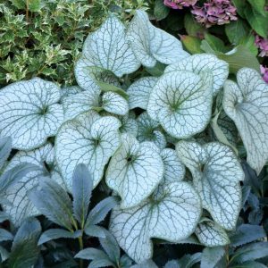 Brunnera Alexander's Great® PBR
