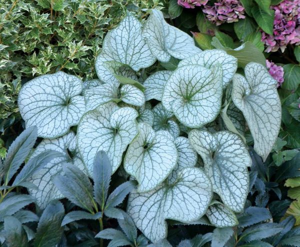 Brunnera Alexander's Great® PBR