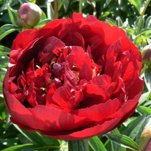 Paeonia  Buckeye Belle