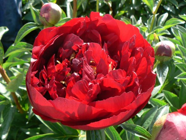 Paeonia  Buckeye Belle
