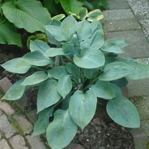 Hosta Buckshaw Blue