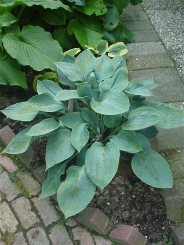 Hosta Buckshaw Blue
