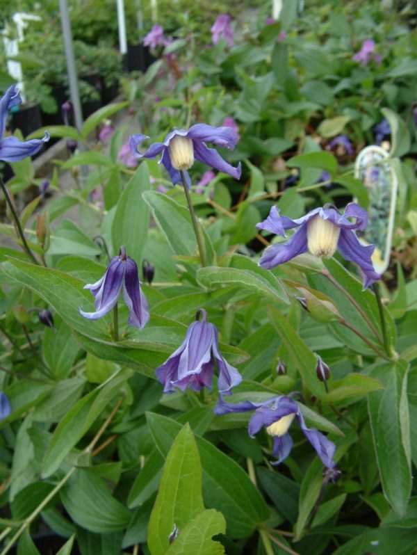 Clematis Budapest
