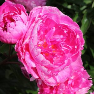 Paeonia  Bunker Hill