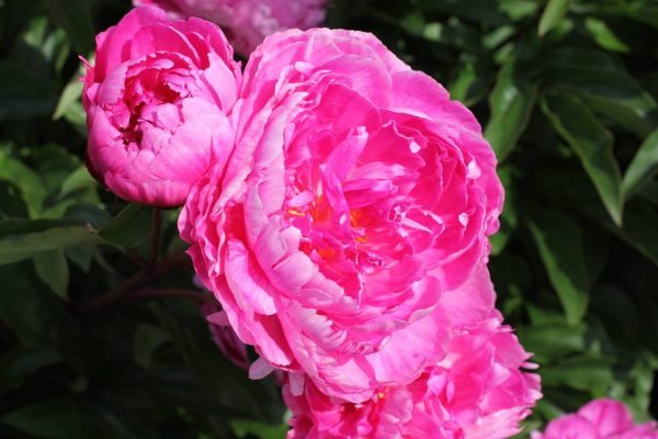 Paeonia  Bunker Hill